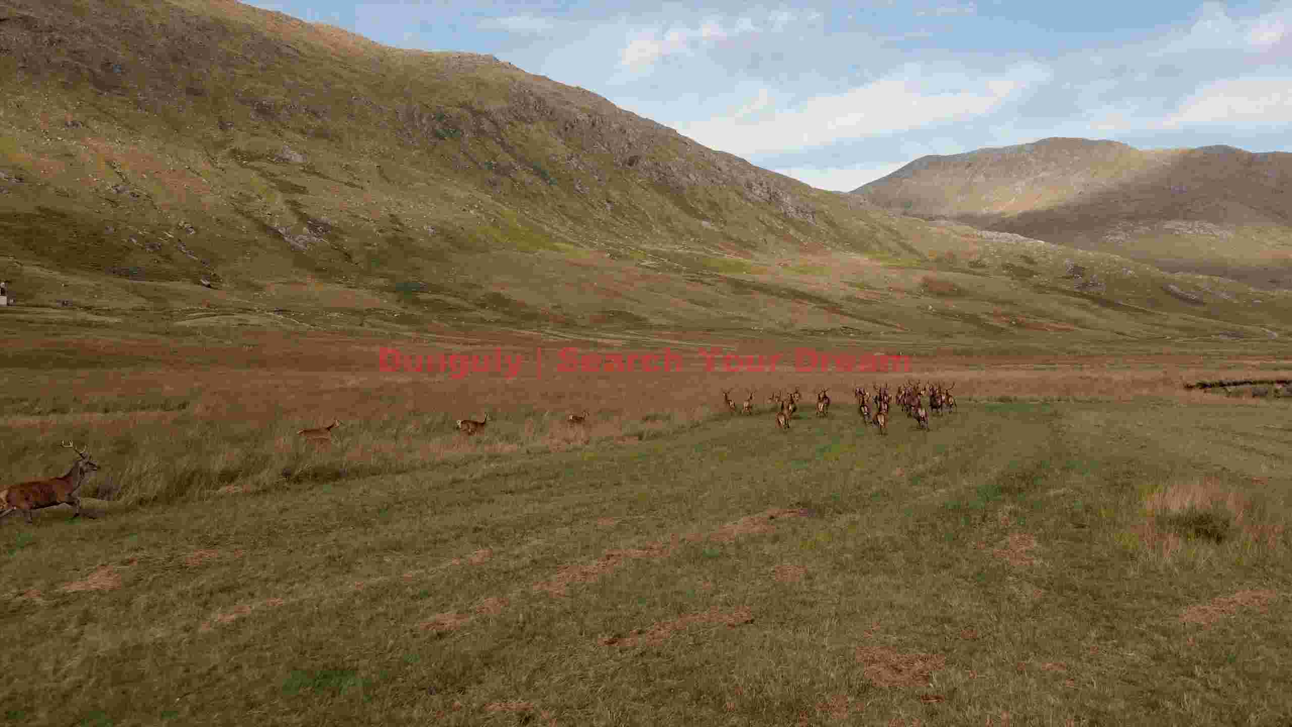 wild red deer herd galloping in scottish highlands wild red deer herd galloping in scottish highlands