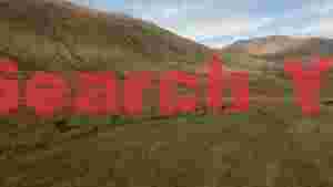 wild red deer herd in mountain valley