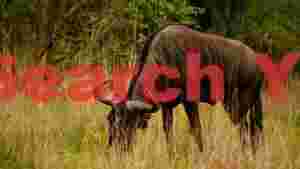 At Home wildebeest grazing in golden savanna 1