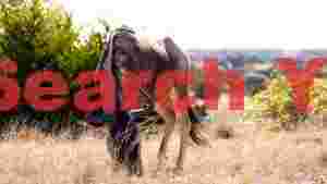 At Home wildebeest grazing in golden savanna