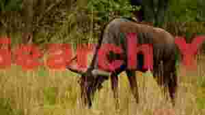 wildebeest grazing with oxpecker friend