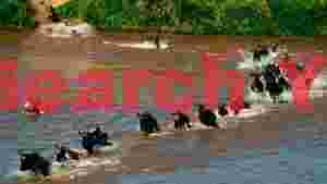 At Home wildebeest great migration river crossing 1