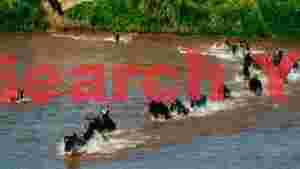 At Home wildebeest great migration river crossing 2
