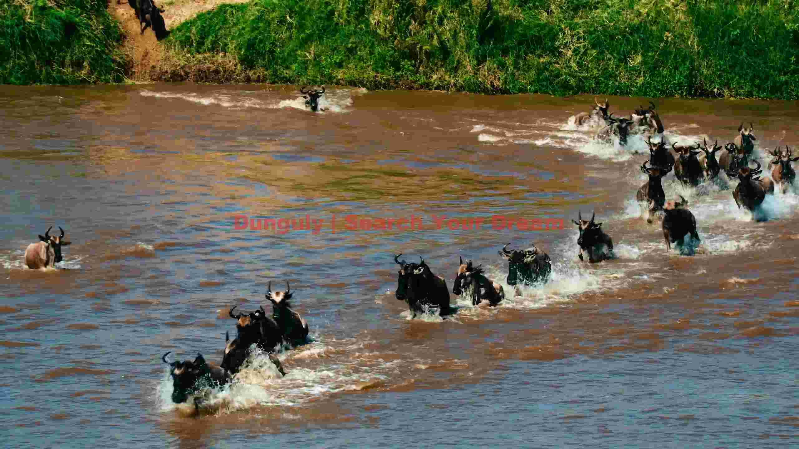 wildebeest great migration river crossing 2 wildebeest great migration river crossing 2