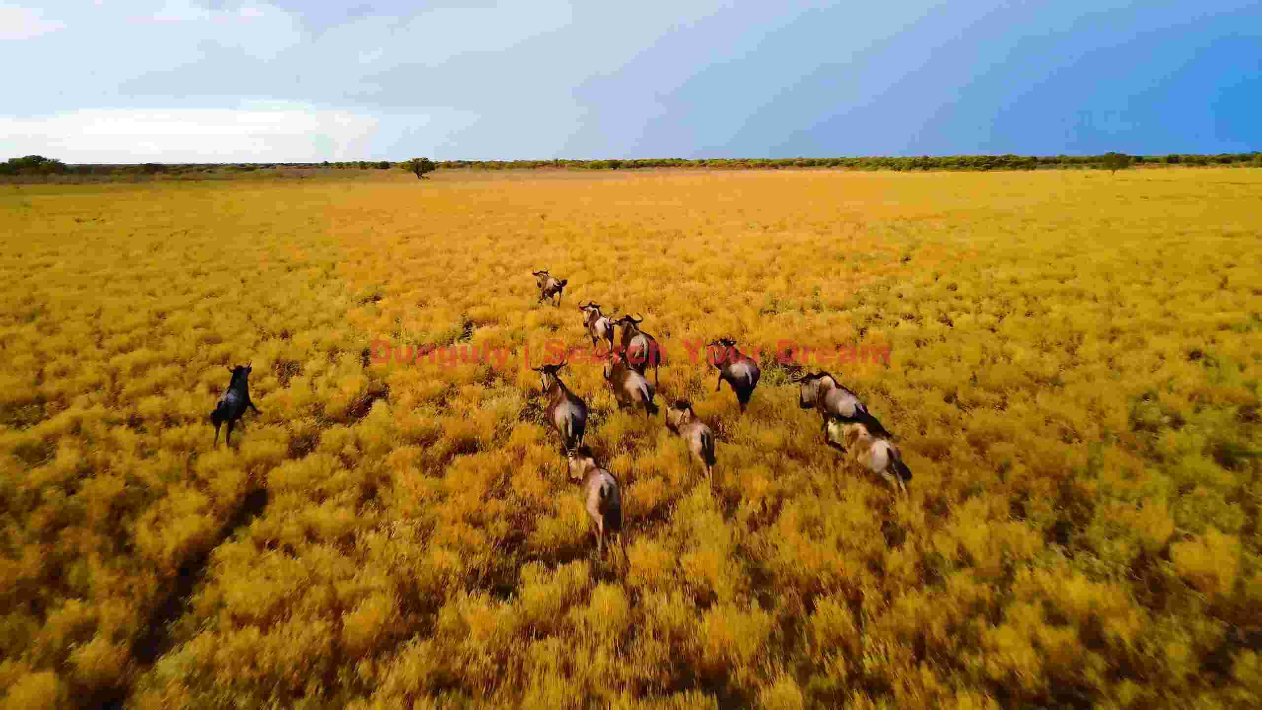 wildebeest herd galloping across golden savanna wildebeest herd galloping across golden savanna