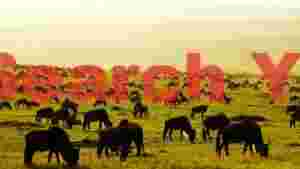 wildebeest herd grazing at dawn