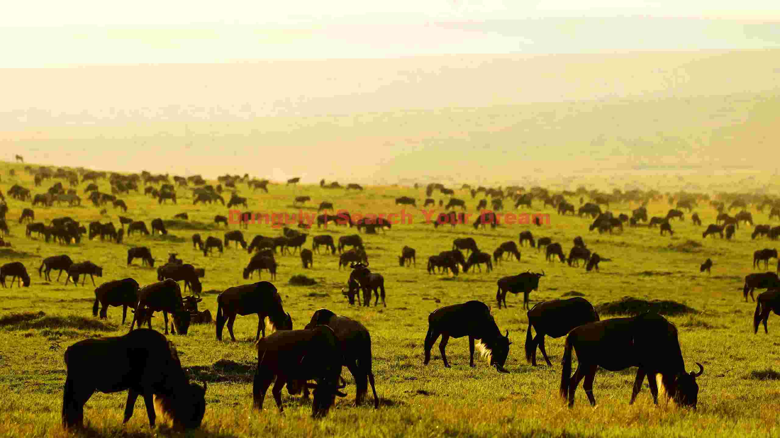 wildebeest herd grazing at dawn wildebeest herd grazing at dawn