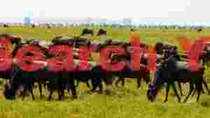 At Home wildebeest herd grazing on african savannah