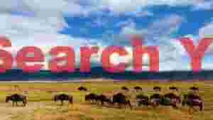 At Home wildebeest herd in ngorongoro crater savanna