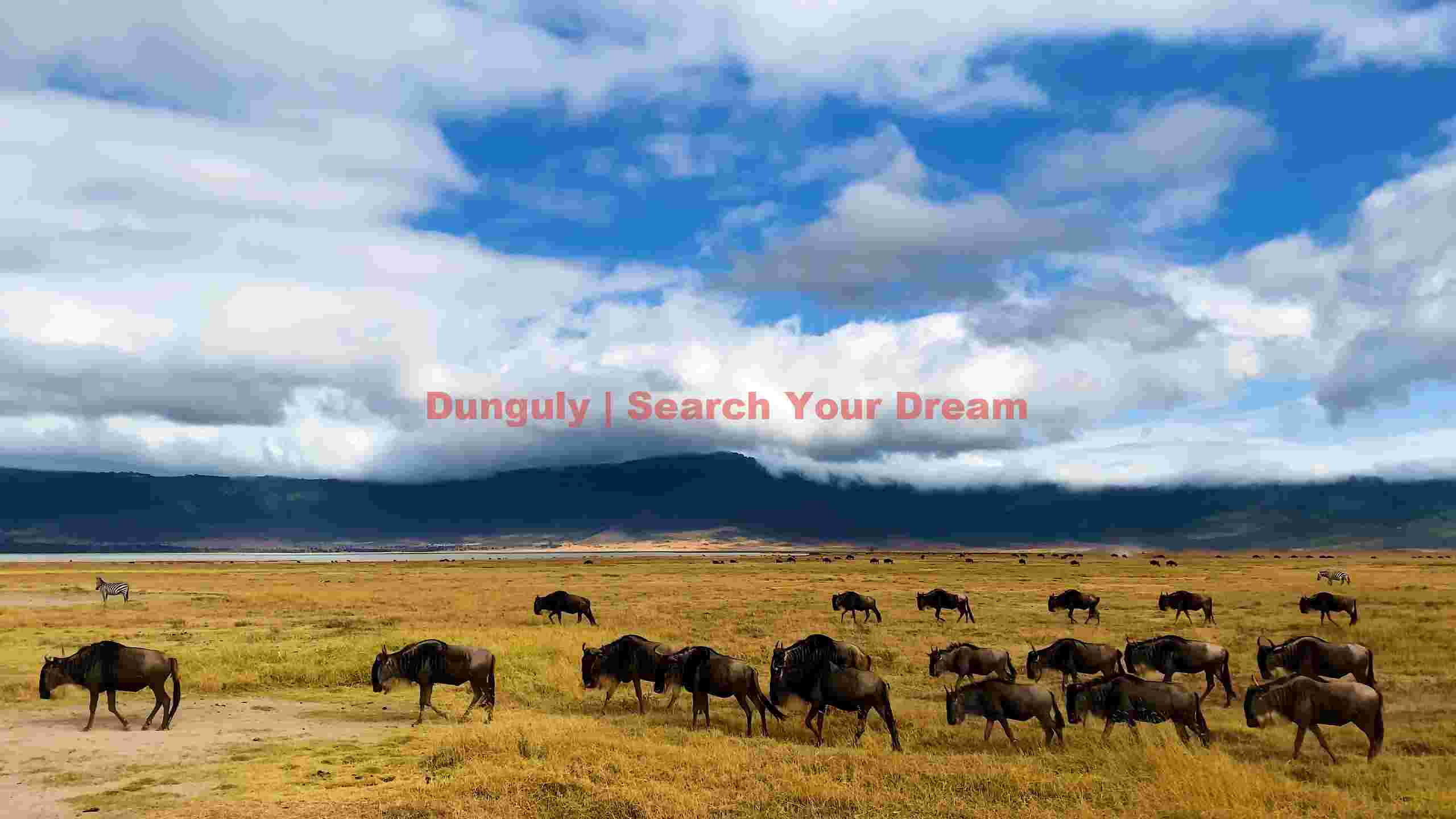 wildebeest herd in ngorongoro crater savanna wildebeest herd in ngorongoro crater savanna