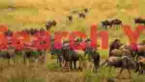 wildebeest herd on the golden savanna