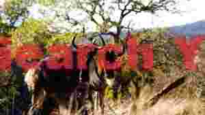 At Home wildebeest pair in sun drenched savanna