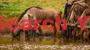 At Home wildebeest thirst quench