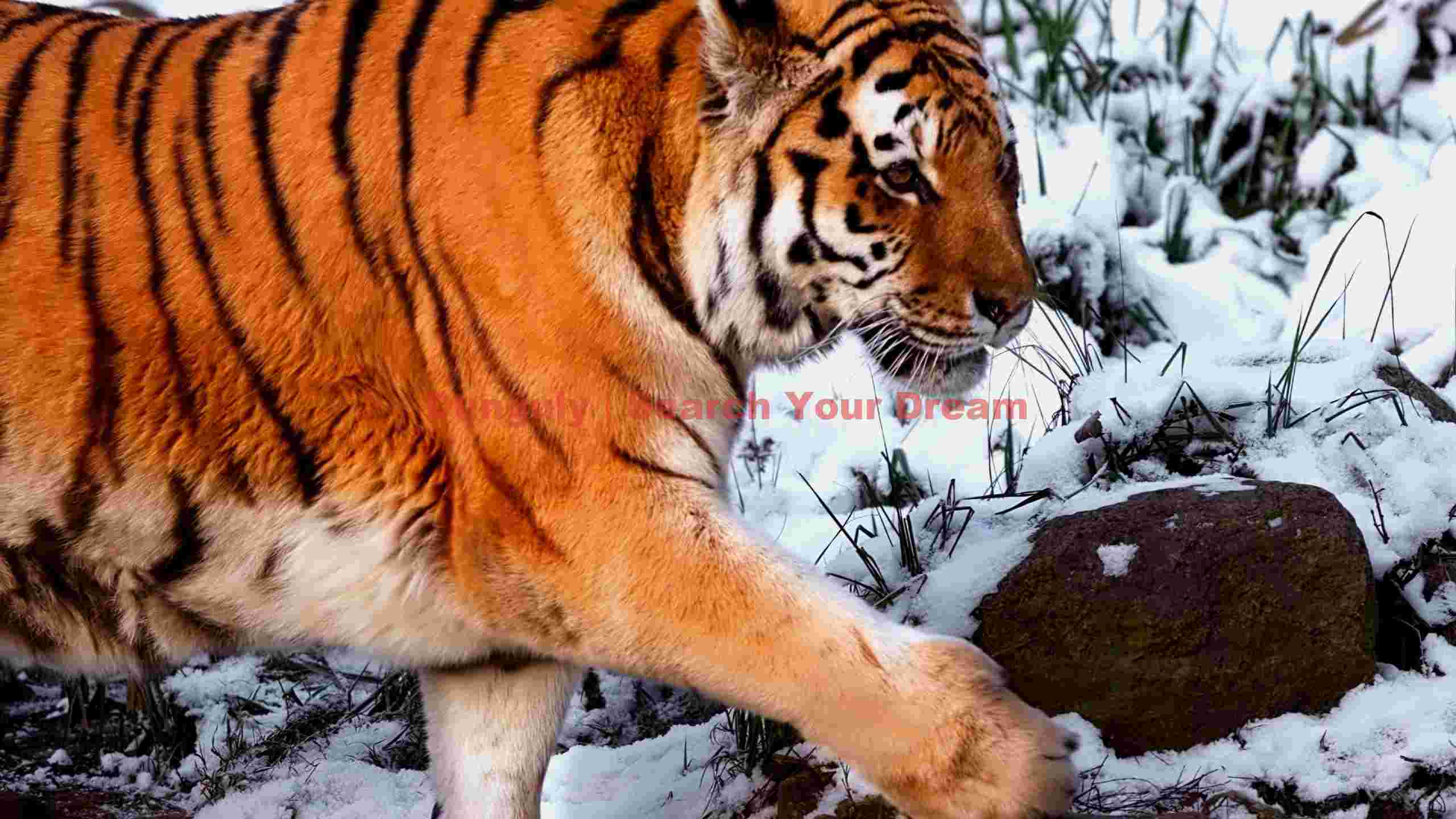 winter stride majestic tiger in snow winter stride majestic tiger in snow
