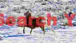 young bighorn sheep running in winter snow