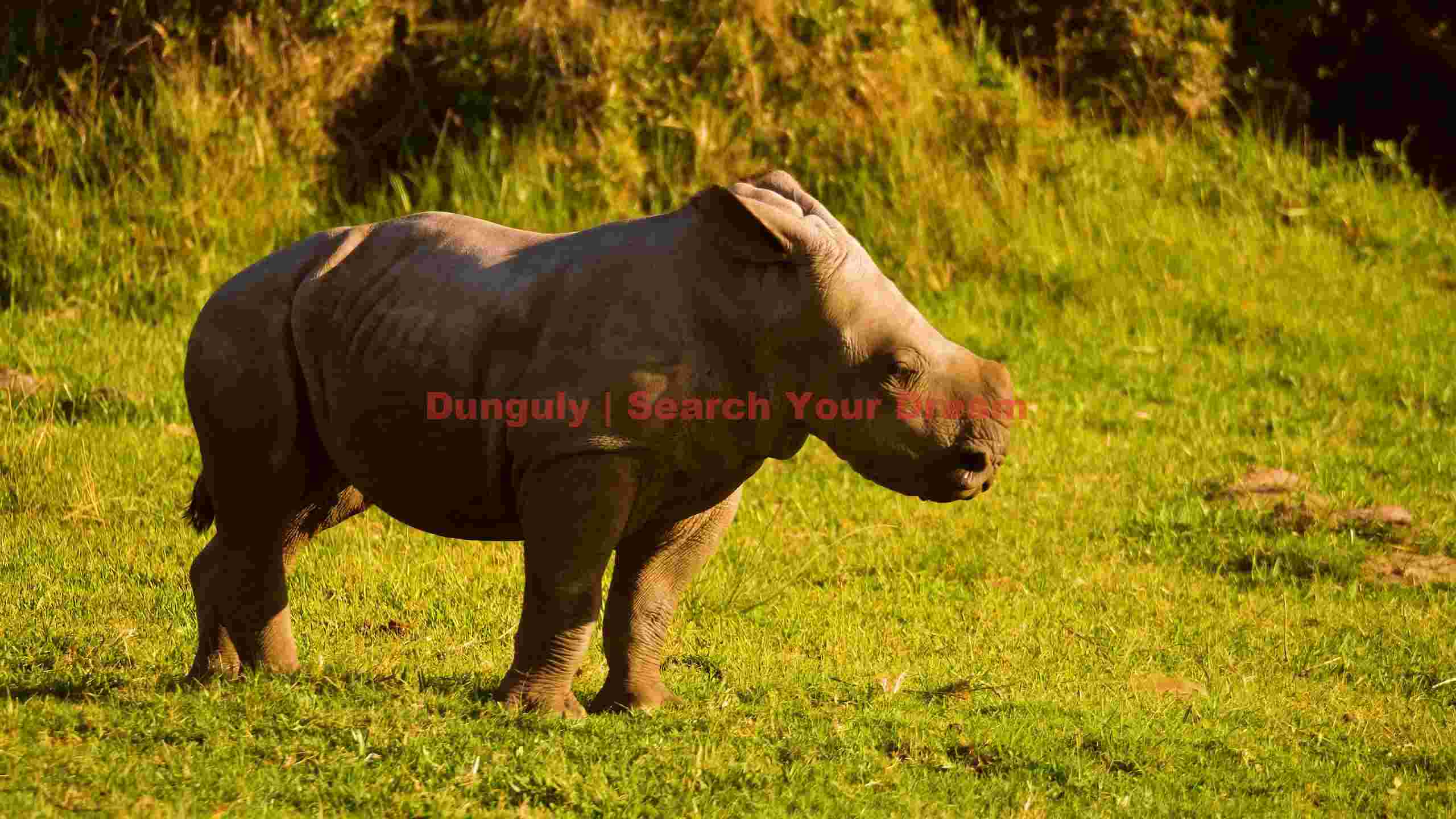 young rhino calf in golden savannah young rhino calf in golden savannah