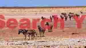 At Home zebra herd traversing arid plains
