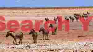 At Home zebra herd on the arid plains