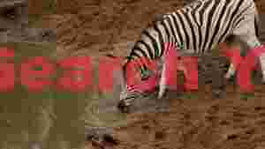 zebra quenches thirst at muddy waterhole