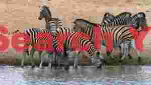 At Home zebras quenching thirst at the watering hole