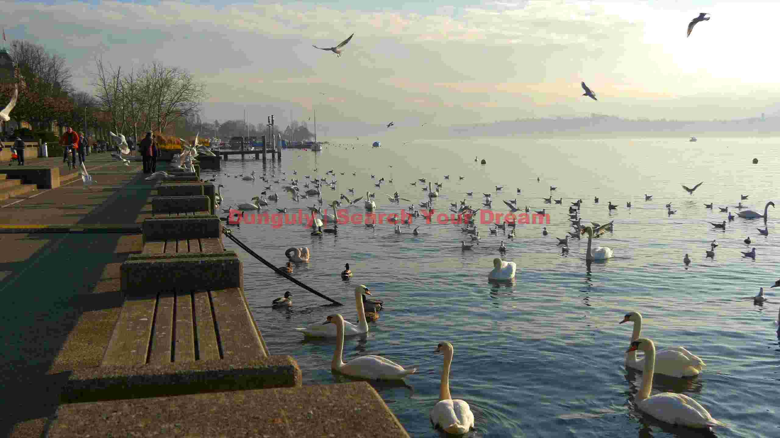 lakeside promenade with swans and gulls lakeside promenade with swans and gulls