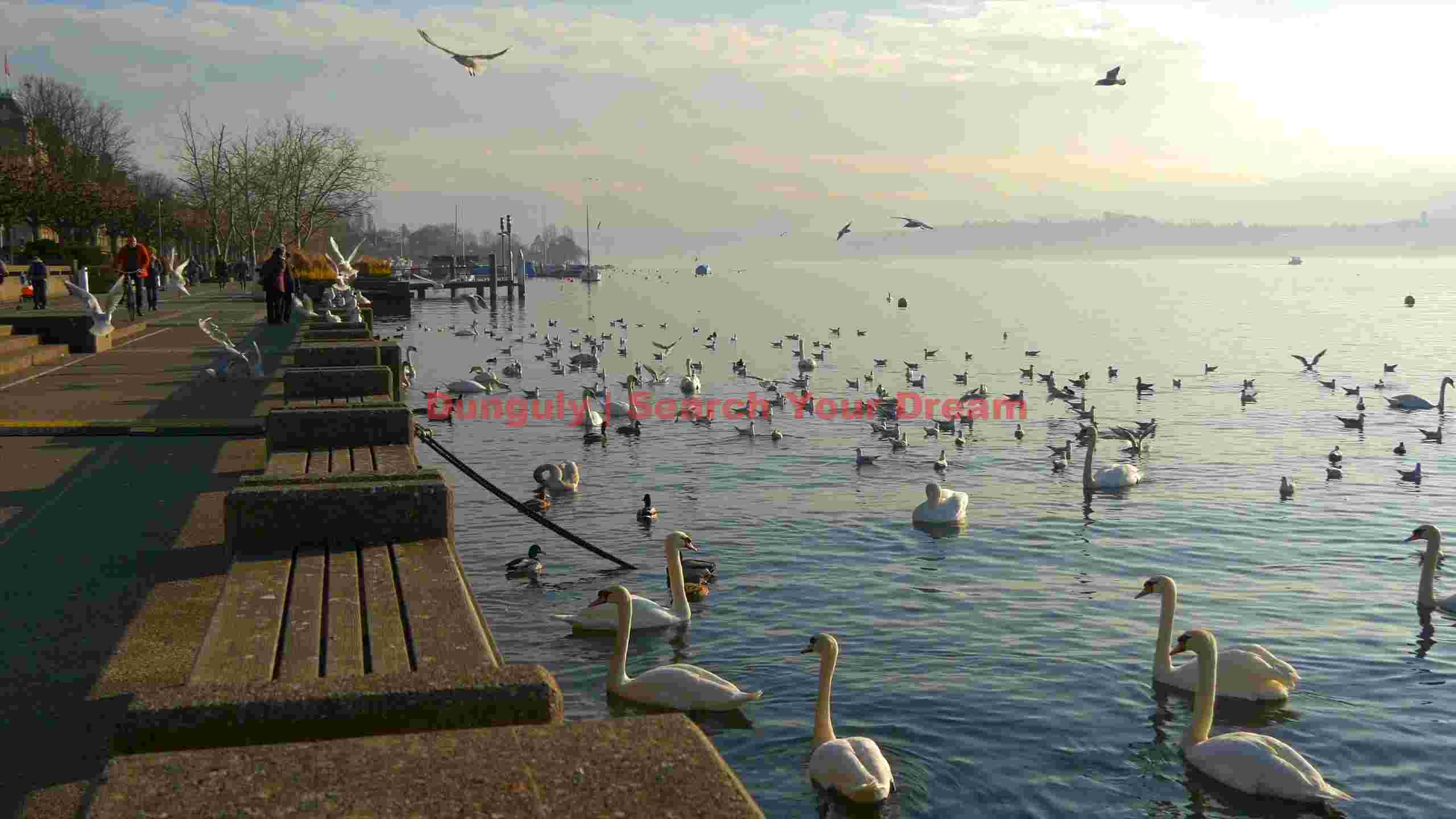 lakeside serenity swans gulls and strollers lakeside serenity swans gulls and strollers
