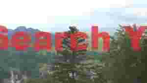 At Home misty mountain vista with evergreen forest